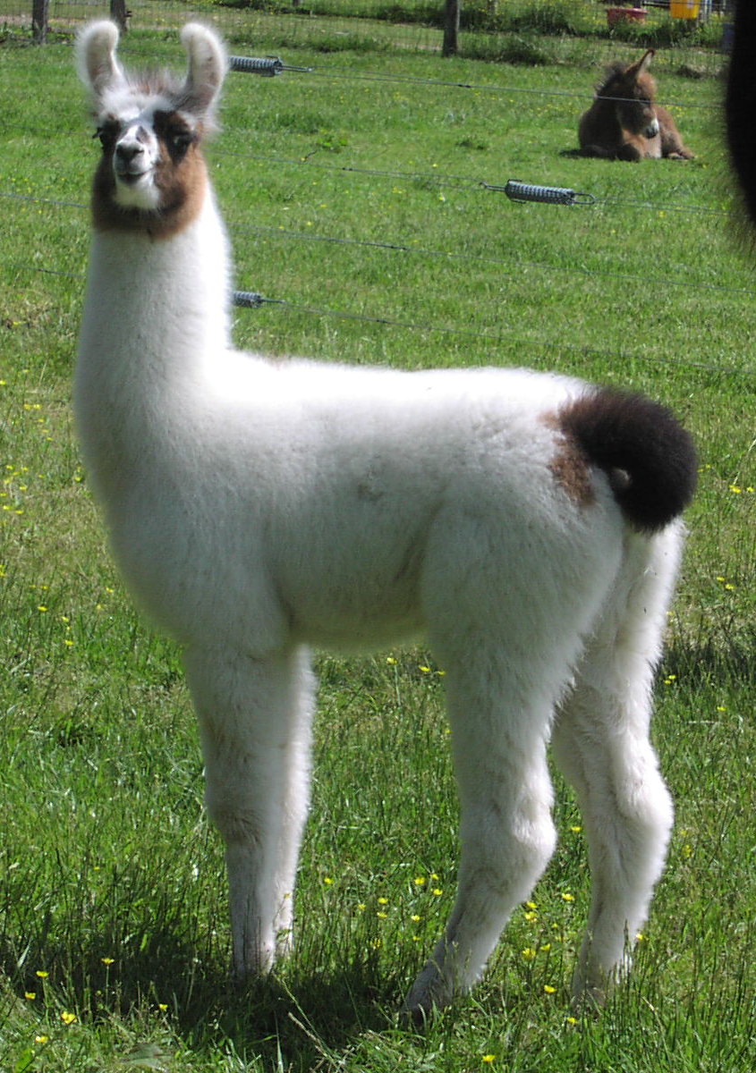 MALE LLAMAS FOR SALE